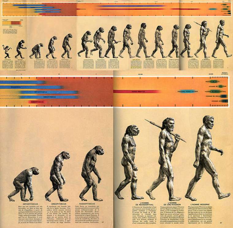 Etapas De La Evolucion Del Ser Humano Timeline Timeto