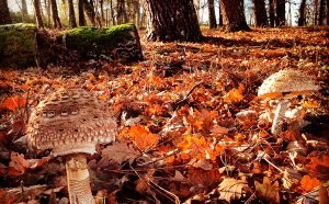 Bosque Rojo de Chernobyl, Ucrania