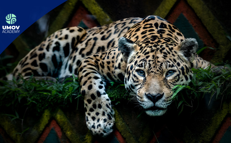 Especies amenazadas en México