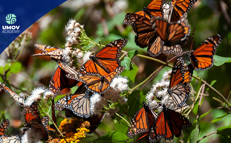 Temporada de mariposas monarca
